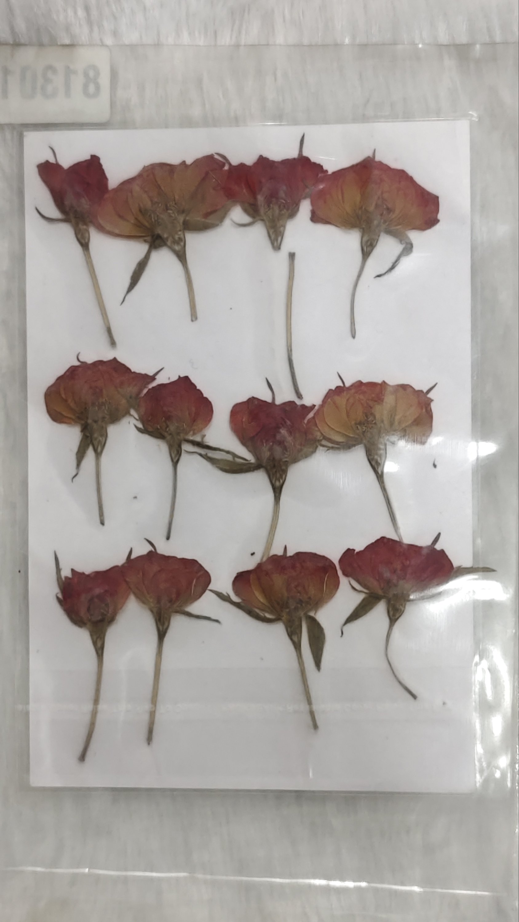 Pressed flower sheet