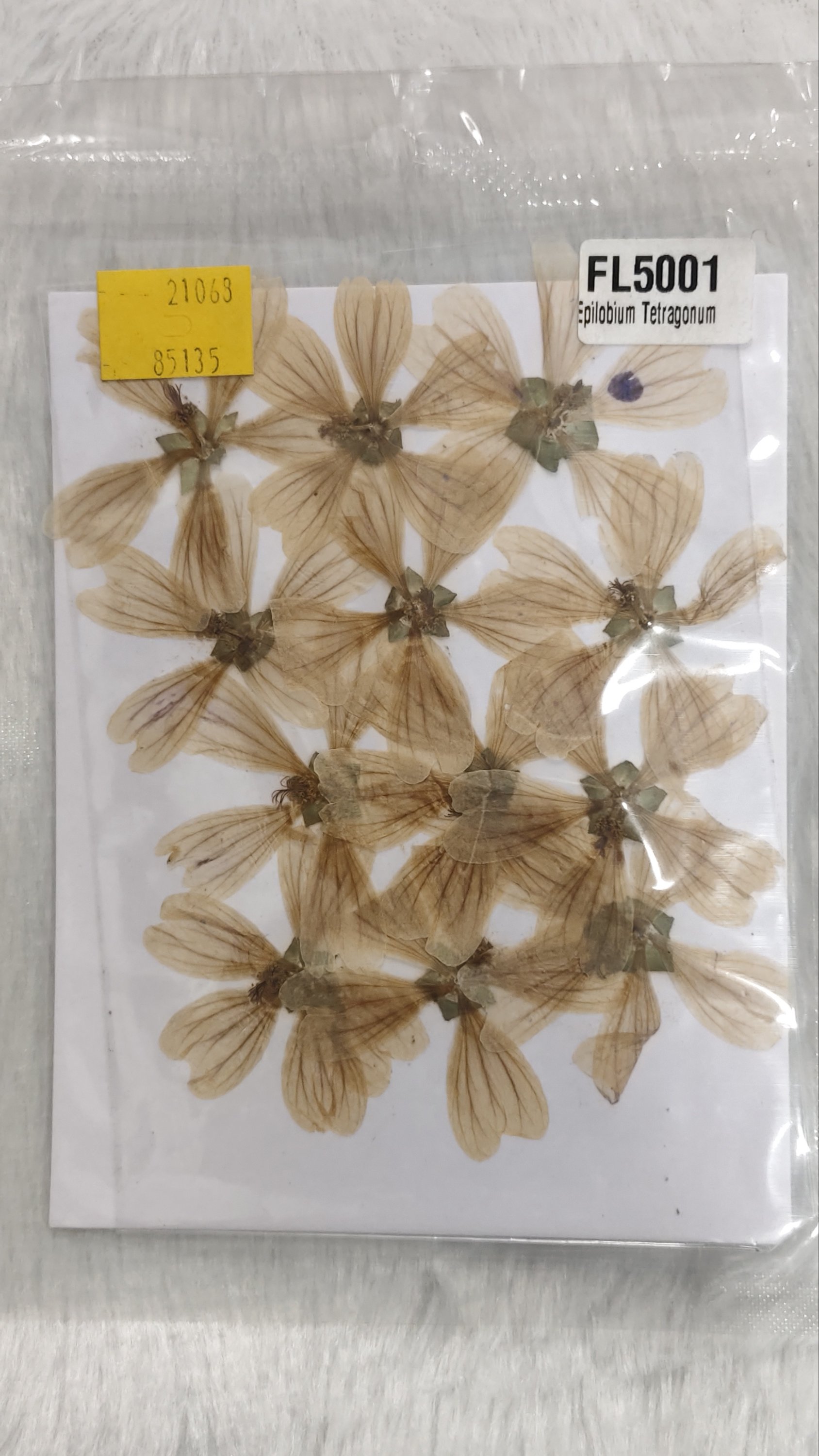 Pressed flower sheet